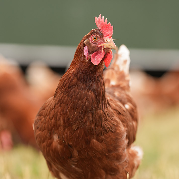 Huhn-aus-Mobilstallhaltung