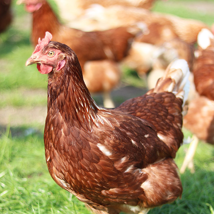 Huhn-aus-Mobilstallhaltung